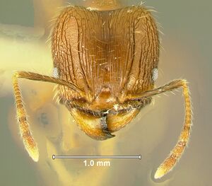 Pheidole-fervensH5.jpg