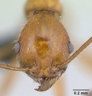 Pheidole ajax casent0178235 head 1.jpg