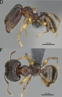 Pheidole madinika F78df.jpg