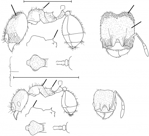 Pheidole otisi Wilson 2003.jpg