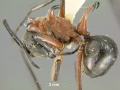 Polyrhachis-bellicosaL2x.jpg