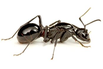 Polyrhachis lamellidens queen, Taku Shimada (1).jpg