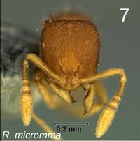 Rogeria micromma fig 7.jpg