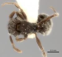 Tetramorium constanciae casent0217965 d 1 high.jpg