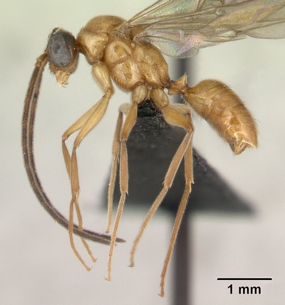 File:Anochetus madagascarensis casent0133132 profile 1.jpg