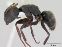 Camponotus brettesi casent0173241 profile 1.jpg