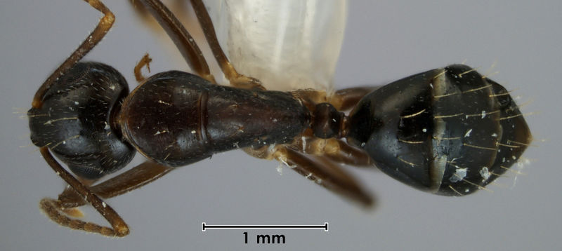 File:Camponotus fraseri paratype ANIC32-053464 top.jpg