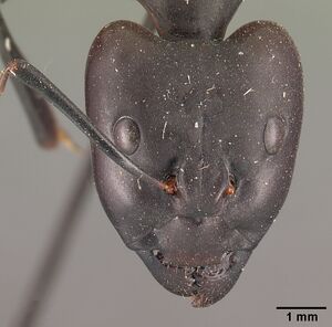 Camponotus gouldi casent0101850 head 1.jpg