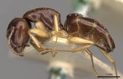 Camponotus scratius casent0910399 p 1 high.jpg