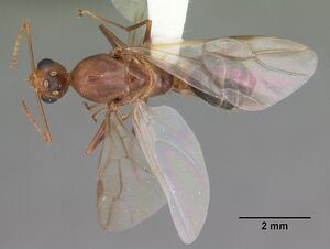 Camponotus tortuganus casent0103720 dorsal 1.jpg