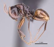 Camponotus tratra casent0153055 p 1 high.jpg