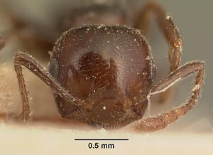 Crematogaster degeeri casent0101173 head 1.jpg