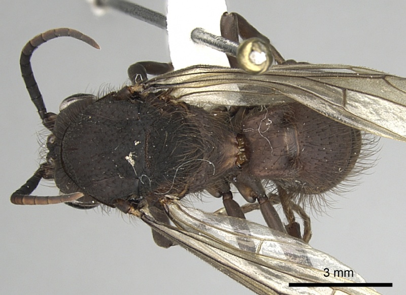 File:Eciton setigaster casent0249463 d 1 high.jpg