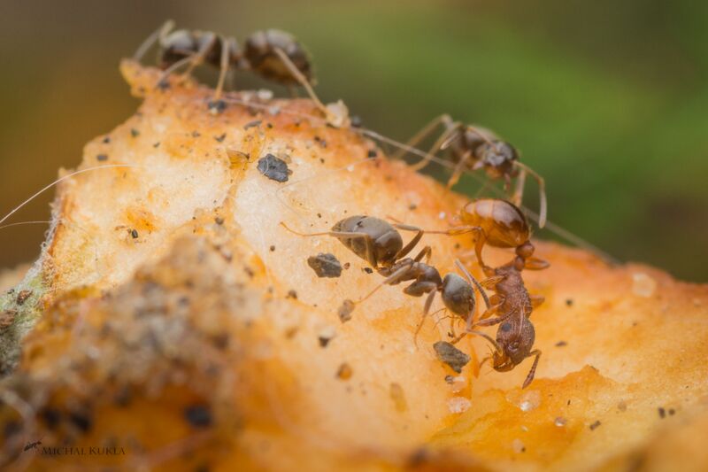 File:Lasius cf niger and Myrmica sp., Michal Kukla.jpg