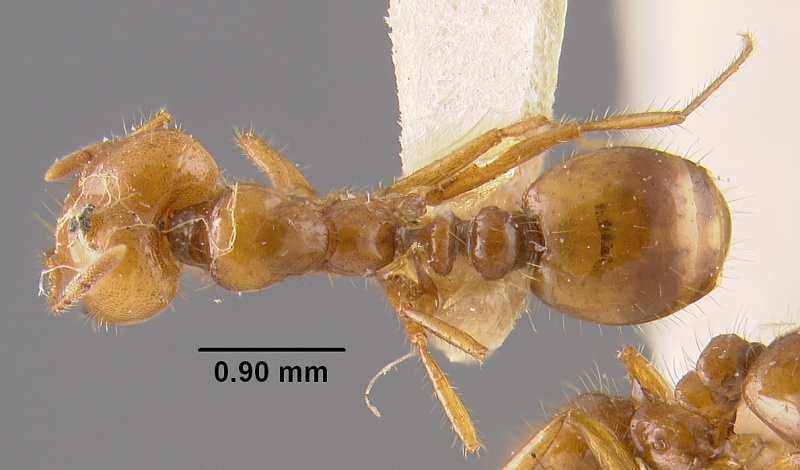 File:MCZ-ENT00022903 Solenopsis aurea amblychila had.jpg