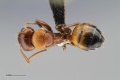 MCZ ENT Camponotus MOZ sp2 mimic had 2x.jpg