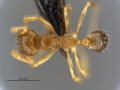 MCZ ENT Pheidole MOZ sp1 cf kitschneri minor had.jpg