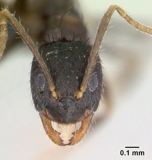 Paratrechina madagascarensis casent0136867 head 1.jpg