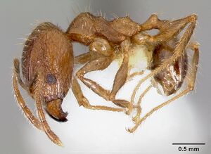 Pheidole fervens casent0005779 profile 1.jpg