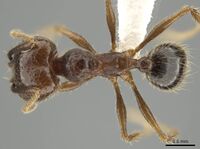 Pheidole platyscapa CASENT0619339 d.jpg