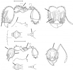 Pheidole praeses Wilson 2003.jpg