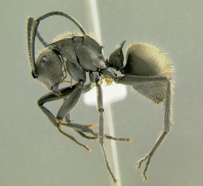 File:Polyrhachis-illaudata-L1.0x.jpg