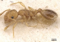 Temnothorax curtulus casent0912922 p 1 high.jpg