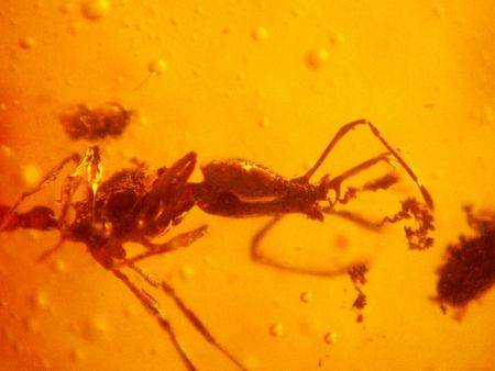 Acanthognathus poinari, Dominican amber.jpg