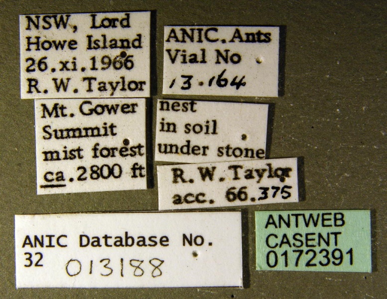 File:Amblyopone leae label ANIC32-013188 CAS0172391-Antwiki.jpg