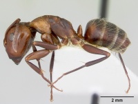 Camponotus cuauhtemoc casent0103417 profile 1.jpg