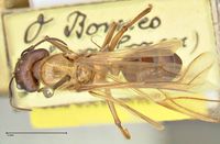 Camponotus dracocephalus focol2399 d 1 high.jpg