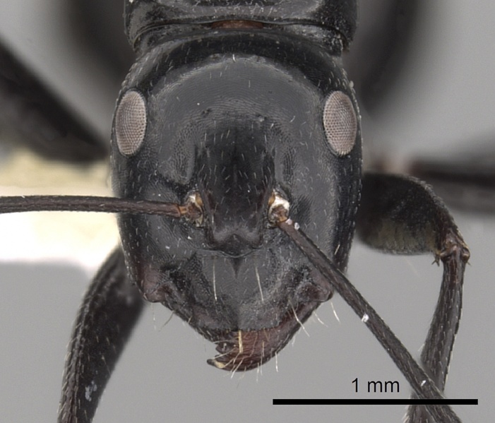 File:Camponotus foreli casent0249979 h 1 high.jpg