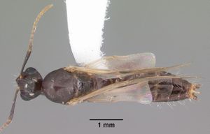Camponotus sexguttatus casent0103705 dorsal 1.jpg