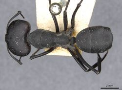 Camponotus somalinus curtior casent0910272 d 1 high.jpg