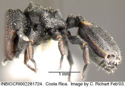 Cephalotes curvistriatus P inbiocri002281724.jpg