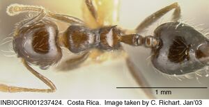 Crematogaster carinata inbiocri001237424 d 1 high.jpg