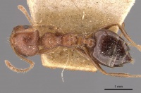 Crematogaster himalayana casent0908582 d 1 high.jpg