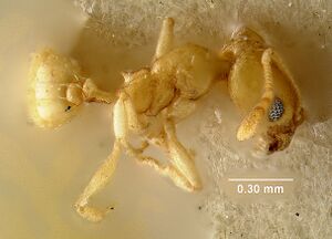 MCZ-ENT00020718 Pheidole marcidula hal.jpg