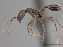 Monomorium albopilosum casent0235920 p 1 high.jpg