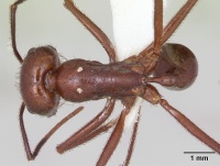 Ocymyrmex ankhu casent0173610 dorsal 1.jpg