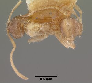 Paratrechina madagascarensis casent0101319 dorsal 1.jpg