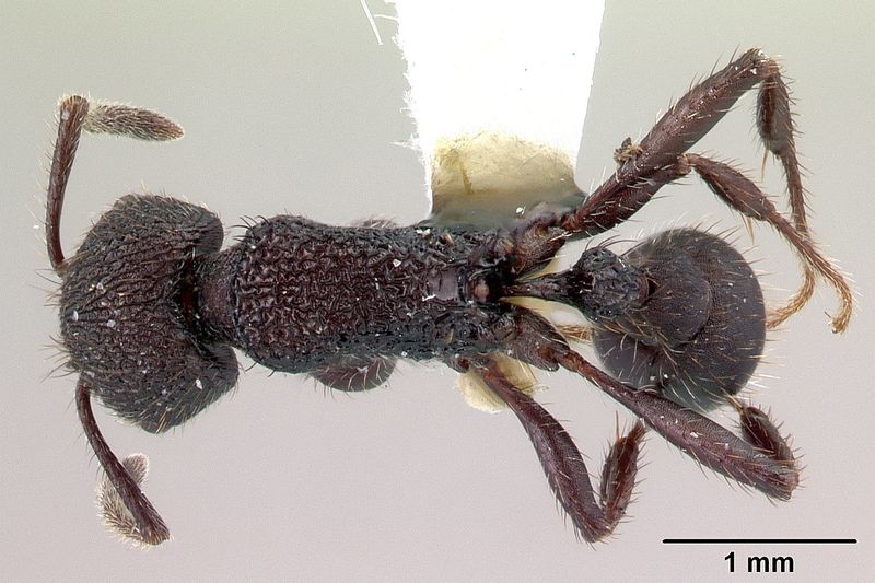 File:Pogonomyrmex aterrimus casent0217240 d 1 high.jpg