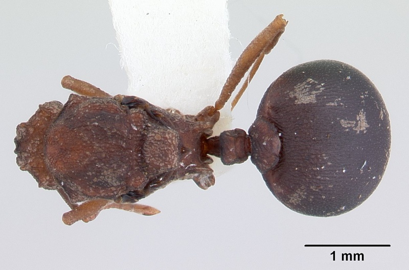 File:Proatta butteli casent0178530 dorsal 1.jpg