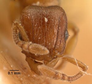 Tetramorium sikorae casent0101141 head 1.jpg