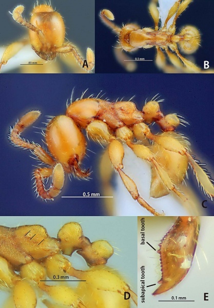 File:Aenictus subterraneus.jpg