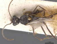 Aphaenogaster curiosa casent0913109 d 1 high.jpg