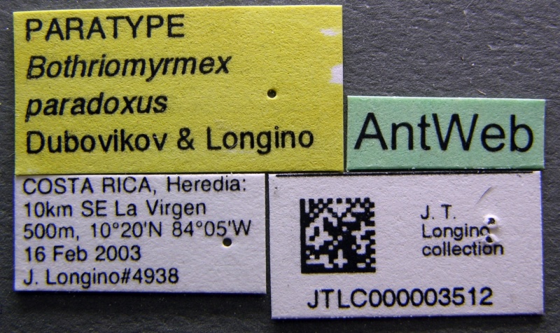 File:Bothriomyrmex paradoxus jtlc000003512 label 1.jpg