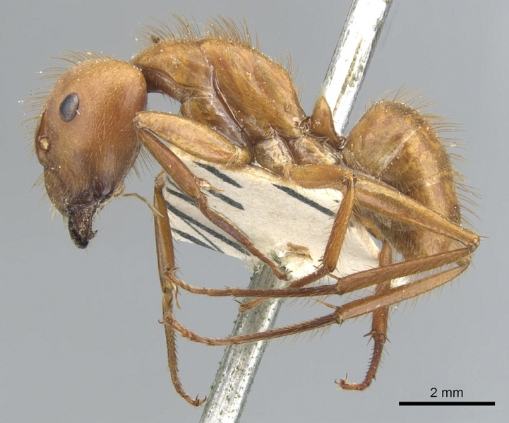 File:Camponotus hannani casent0903609 p 1 high.jpg