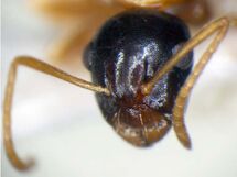 Camponotus yamaokai head (www.niaes.affrc.go.jp).jpg