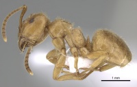 Lasius balcanicus casent0906075 p 1 high.jpg